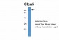 Clcn5 antibody - middle region